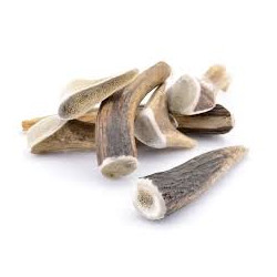 BOIS DE CERF ENTIER
