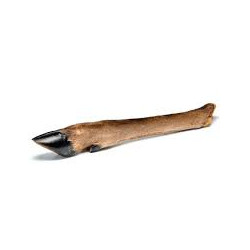 PATTE DE CERF 1 PIECE